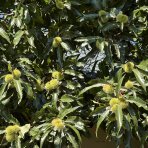 Gaštan jedlý (Castanea Sativa) ´MARAVAL´ - výška 120-150 cm, obvod kmeňa 4/6 cm, kont. C6L